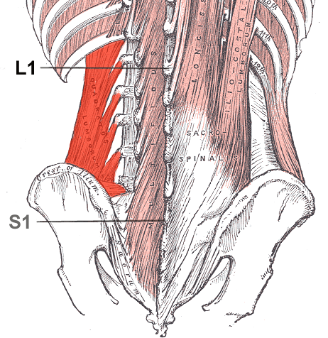 Planche anatomique du carré des lombes - muscle responsable du mal de dos