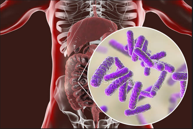 Ventre. microbiote intestinal et mal de dos