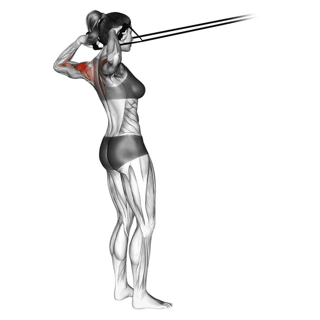 Tirage face pull avec élastiques de musculation