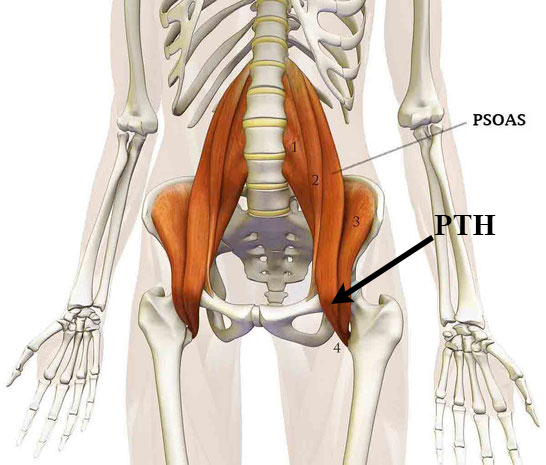Anatomie du psoas iliaque