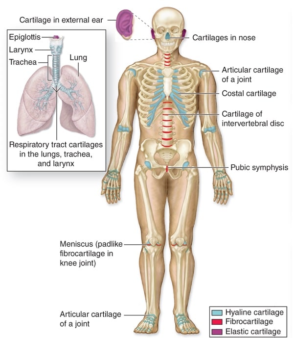 Répartition anatomique des trois types de cartilage dans le corps humain