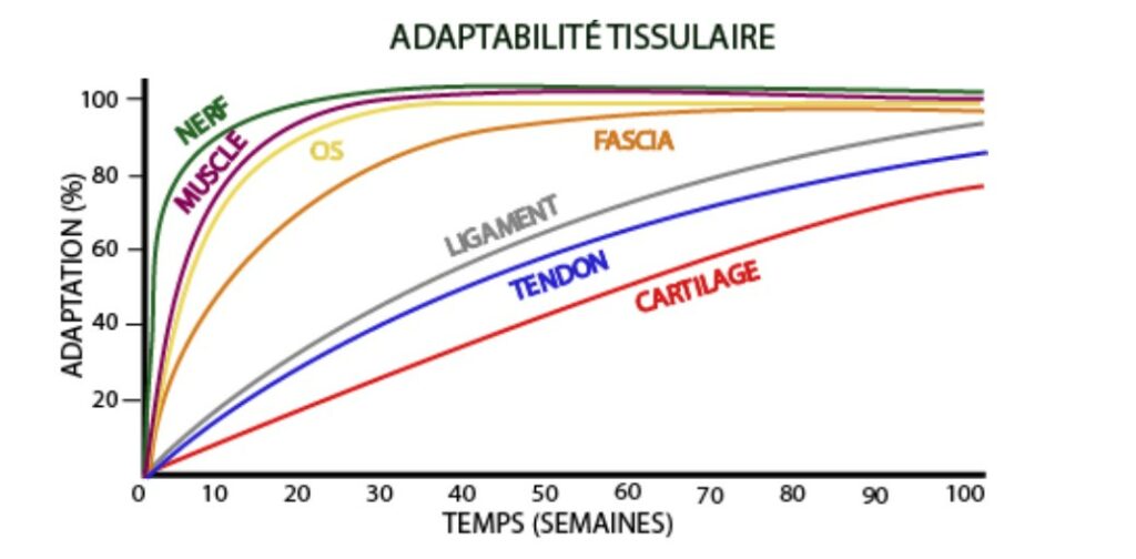 Traiter une tendinopathie ; l'adaptation des tissus à la charge