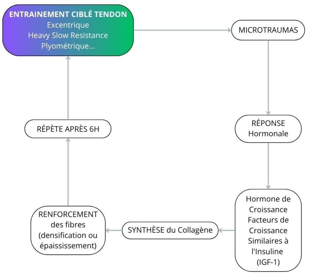 Le cycle de renforcement du tendon